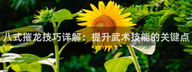 mg不朽情缘官网：八式摧龙技巧详解：提升武术技能的关键点